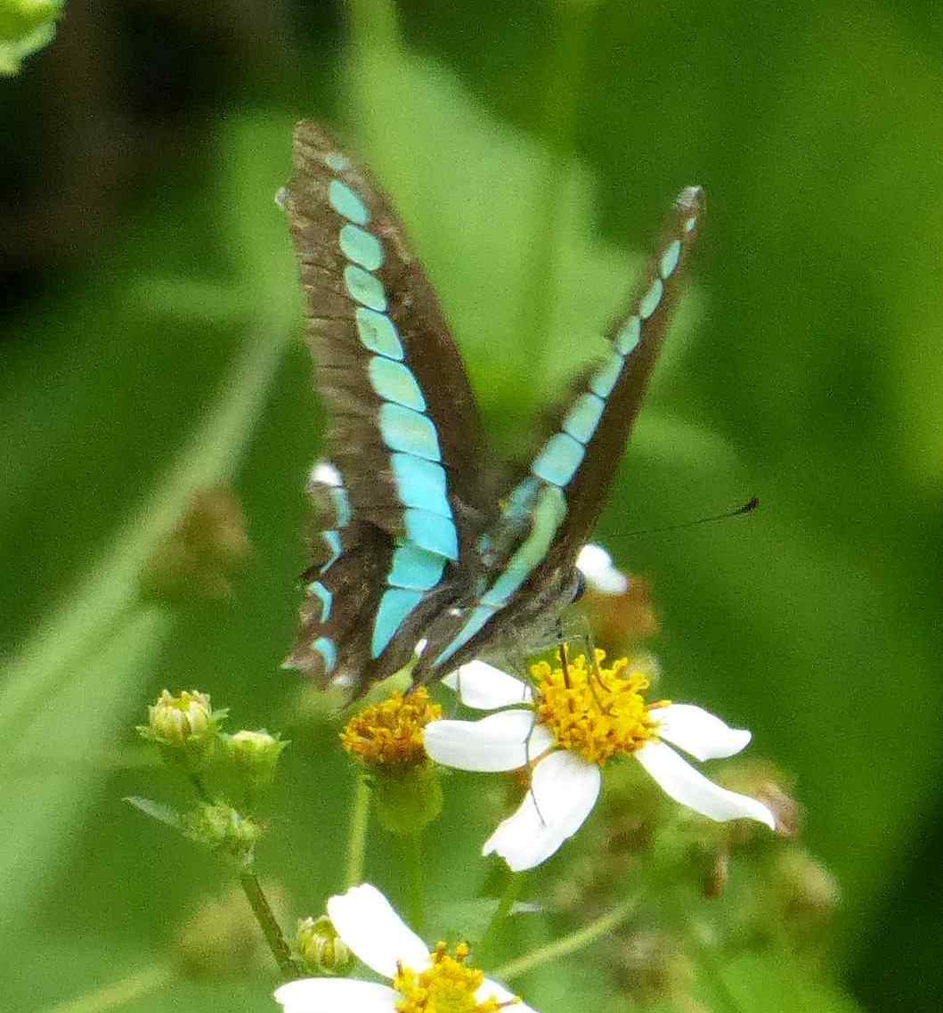 Graphium sarpedon Graphium sarpedon